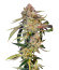 Super Boof fem от Barney's Farm семена конопли