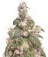 Семена Acapulco Gold шишки