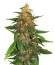 Blackberry Moonrocks Auto fem (AlphaFem Seeds) семена конопли