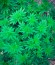 Sumo's OG Kush fem (Sumo Seeds) семена конопли