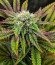 Black Cherry Gushers fem от Barney's Farm семена конопли