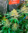 Pink Sunset by Sherbinskis fem от Silent Seeds семена конопли