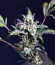 Wedding Cheesecake Auto fem (FastBuds) семена конопли