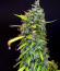 Gorilla Glue Auto fem семена конопли
