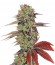 Купить семена каннабиса King’s Kush Auto шишки