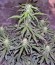 Auto Kryptonite fem (Pyramid Seeds) семена конопли