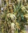 Pineapple Skunk fem (Humboldt Seeds) семена конопли