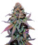 Rainbow Melon fem (FastBuds) семена конопли