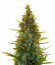 Lowryder Auto fem (Doctor's Choise) семена конопли