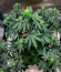 Gary Payton fem (Barney's Farm) семена конопли