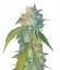 Yumbolt 47 fem (World of Seeds) семена конопли