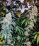 Gary Payton fem (Barney's Farm) семена конопли