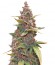 LSD-25 Auto fem сорт конопли