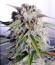 Tangie'matic auto fem семена конопли