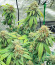 Watermelon Zkittlez Auto fem семена конопли