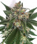 CBD Auto Charlotte’s Angel fem (Dutch Passion) семена каннабиса