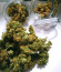 AK-77V fem (Victory Seeds) семена конопли
