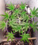 DO-SI-DOS fem (Cali Buds Seeds) семена конопли