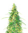 Apple Betty Auto fem (Herbies Seeds) семена конопли