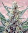 Mohan Ram Auto fem (Sweet Seeds) семена конопли