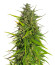 Original Moby Dick Auto fem (FastBuds) семена конопли