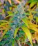 Auto Blueberry fem (Dutch Passion) семена конопли