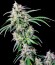 Crystal Candy fem (Sweet Seeds) семена конопли