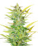 Dozy Whale fem (AlphaFem Seeds) семена конопли