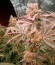 Mimosa Shot fem (Herbies Seeds) семена конопли