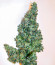 Blackberry Moonrocks fem (AlphaFem Seeds) семена конопли