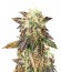 Rhino Ryder Auto fem (FastBuds) семена конопли