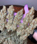 Acapulco Gold fem (Barney's Farm) семена конопли