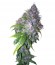 Auto AK fem (Grass-O-Matic) семена конопли