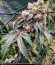 Polar Gelato fem (Silent Seeds) семена конопли
