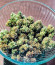 Watermelon Zkittlez Auto fem семена конопли