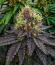 Mookie B R1 fem (Ethos Genetics) семена конопли