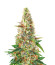 Beginner Auto Mix Pack fem от Herbies Seeds семена микса конопли