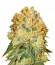 Marmalate reg (Delicious Seeds) семена конопли