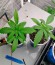 Afghan Kush fem (World of Seeds) семена конопли