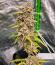 Banana Jealousy Auto RF3 fem (Ethos Genetics) семена конопли