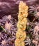 Sour Diesel Autoflower fem (Seedkeepers) семена конопли