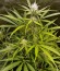 Blue Cheese Autoflowering fem (Dinafem Seeds) семена конопли