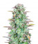 Strawberry Banana Auto fem (FastBuds) семена конопли