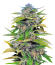 Trainwreck Fast Version fem (Seedkeepers) семена конопли
