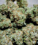 Original Trainwreck Auto fem (FastBuds) семена конопли
