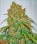 Strawberry Cheesecake Auto fem (Humboldt Seed Company) семена конопли