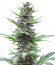 Tropicana Cookies Auto fem (FastBuds) семена конопли