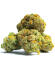 Garlic Cookies fem семена конопли