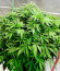 Deepforest Super Auto fem (Doctor’s Choice) семена конопли