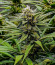 Wedding Cheesecake FF fem (FastBuds) семена конопли